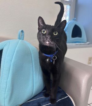 Hi my name is Star and Im the sweetest lovebug I love attention pets and sn