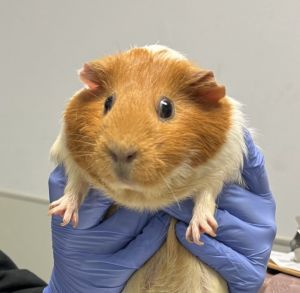 Carrot, Adult Female Guinea Pig