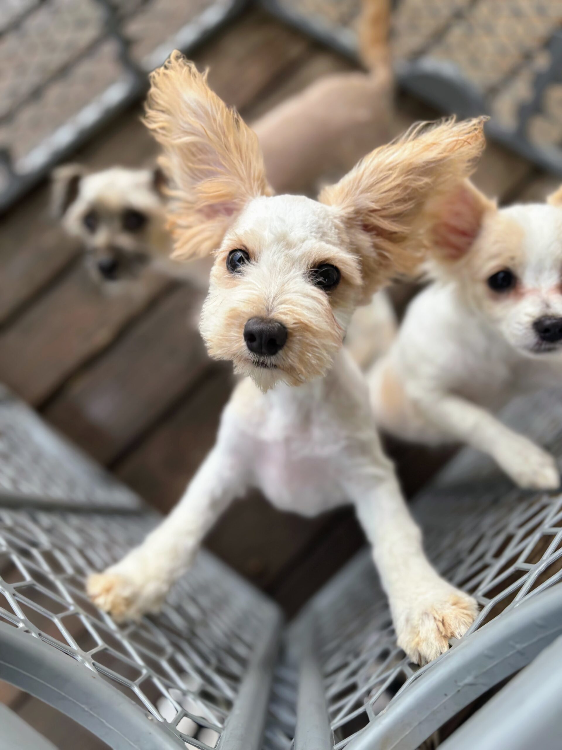 Bobo, an adoptable Papillon, Terrier in Harrah, OK, 73045 | Photo Image 1