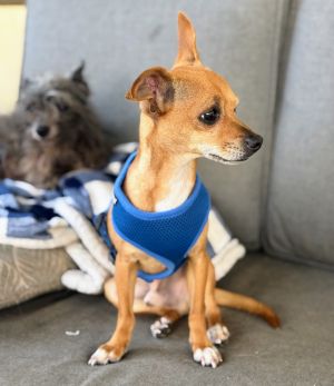 Ricky, Young Male Chihuahua