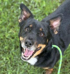 Dillon, Adult Male Corgi