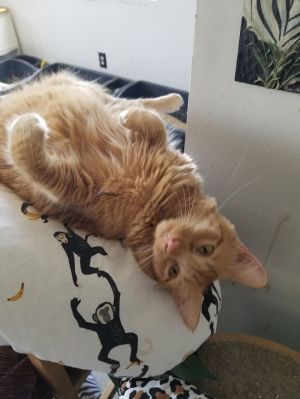 RIcky and Lucy, Young Female Maine Coon