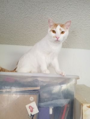 Levi and Fiona, Young Male Turkish Van