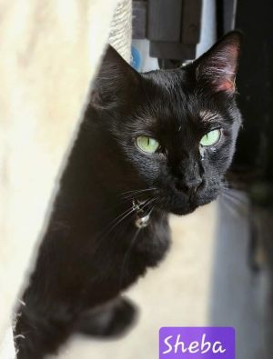 Sheba, Adult Female Domestic Short Hair