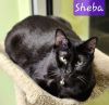 Sheba photo 2