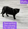 Sheba photo 3