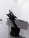 Papaya photo 1