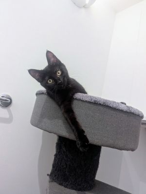Papaya, Baby Female Domestic Short Hair