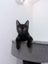 Papaya photo 2