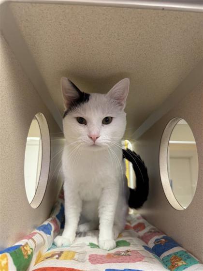 Dabby, an adoptable Domestic Short Hair in Hutchinson, KS, 67504 | Photo Image 1