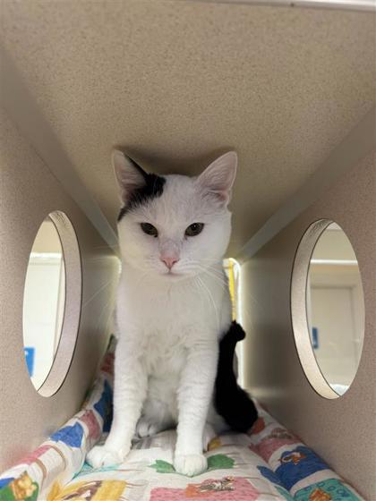 Dabby, an adoptable Domestic Short Hair in Hutchinson, KS, 67504 | Photo Image 2