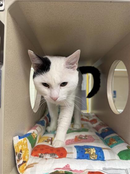Dabby, an adoptable Domestic Short Hair in Hutchinson, KS, 67504 | Photo Image 3