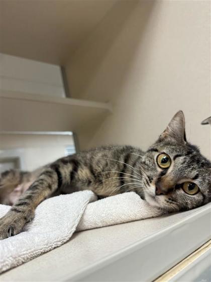 Laffy Taffy, an adoptable Domestic Short Hair in Hutchinson, KS, 67504 | Photo Image 1