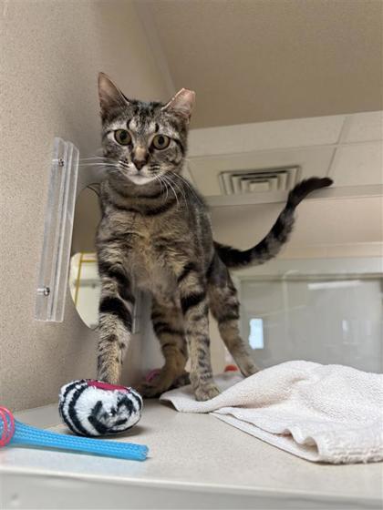 Laffy Taffy, an adoptable Domestic Short Hair in Hutchinson, KS, 67504 | Photo Image 2