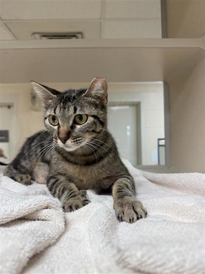 Laffy Taffy, an adoptable Domestic Short Hair in Hutchinson, KS, 67504 | Photo Image 3