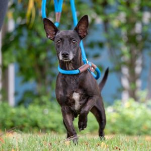 Spammy, Senior Female Mixed Breed
