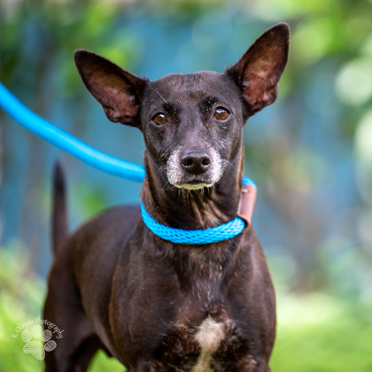 Spammy, an adoptable Mixed Breed in Honolulu, HI, 96826 | Photo Image 2