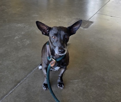 Spammy, an adoptable Mixed Breed in Honolulu, HI, 96826 | Photo Image 3