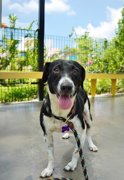 Labubu, an adoptable Mixed Breed in Honolulu, HI, 96826 | Photo Image 1