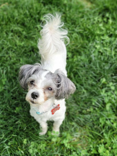 Bixby (The Energizer Bunny)