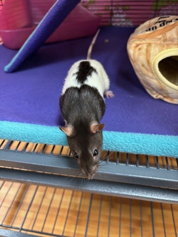 Penelope