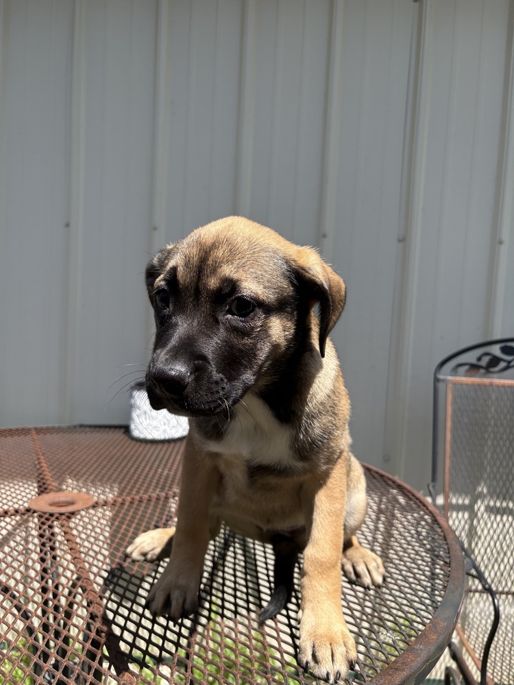 Maggie