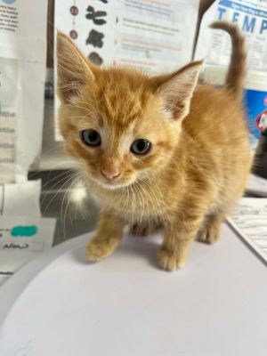 Eddy, Baby Male Siamese