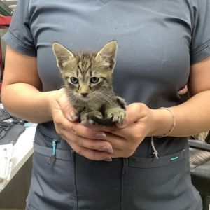 Daffy, Adult Female Domestic Short Hair