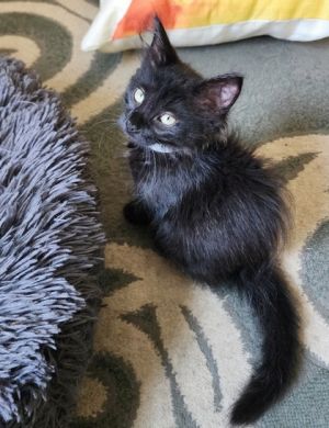 Carpet, Baby Female Domestic Medium Hair