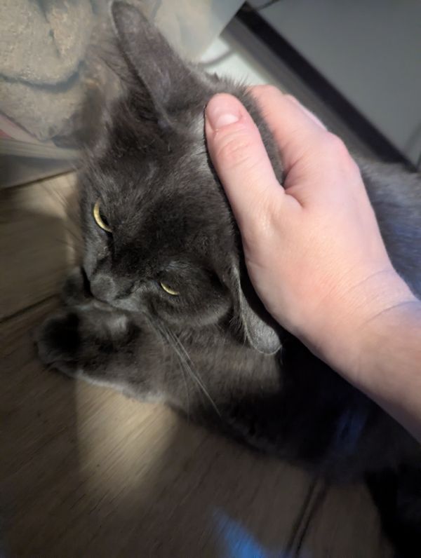 Sophie Grey thumbnail 3