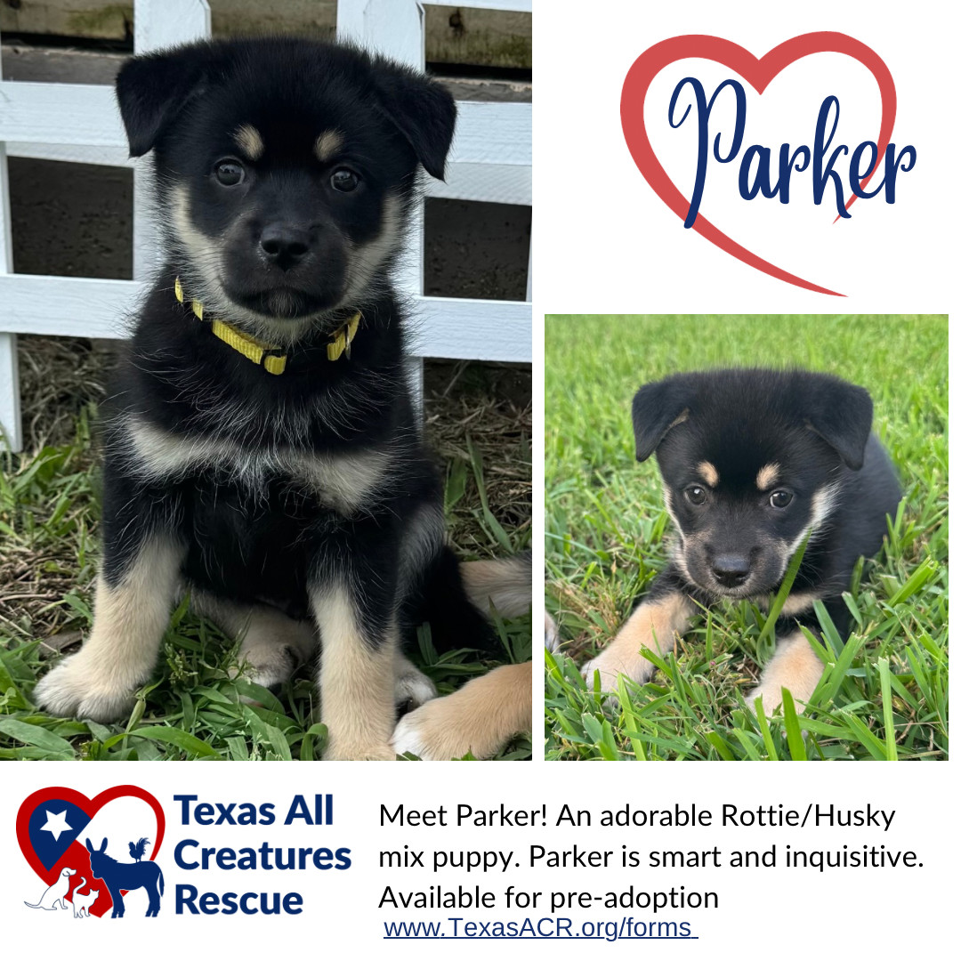 Parker, an adoptable Husky, Beauceron in Alvarado, TX, 76009 | Photo Image 1