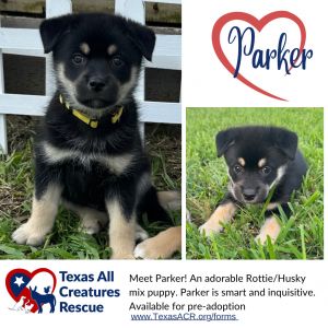 Parker, Baby Male Husky