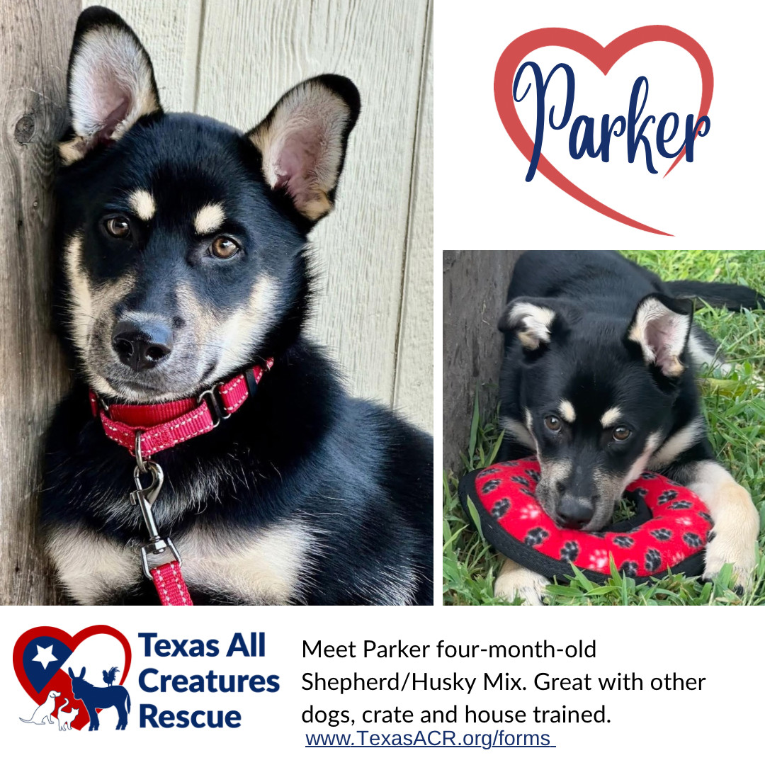 Parker, an adoptable Husky, Beauceron in Alvarado, TX, 76009 | Photo Image 1