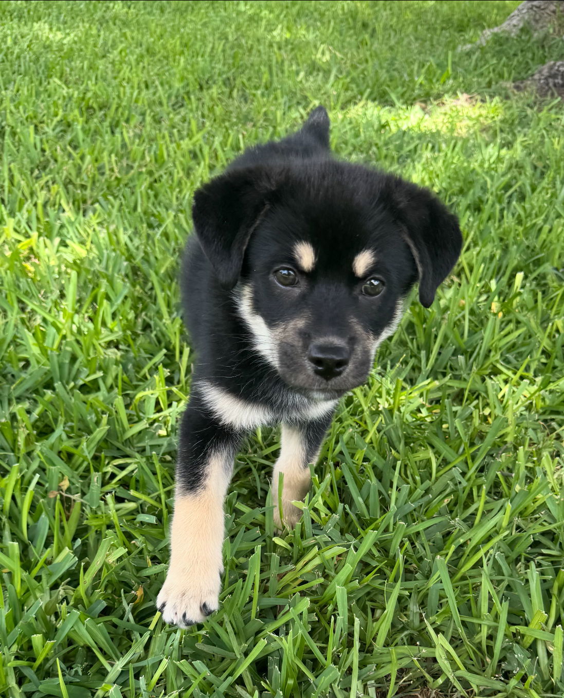 Parker, an adoptable Husky, Beauceron in Alvarado, TX, 76009 | Photo Image 2