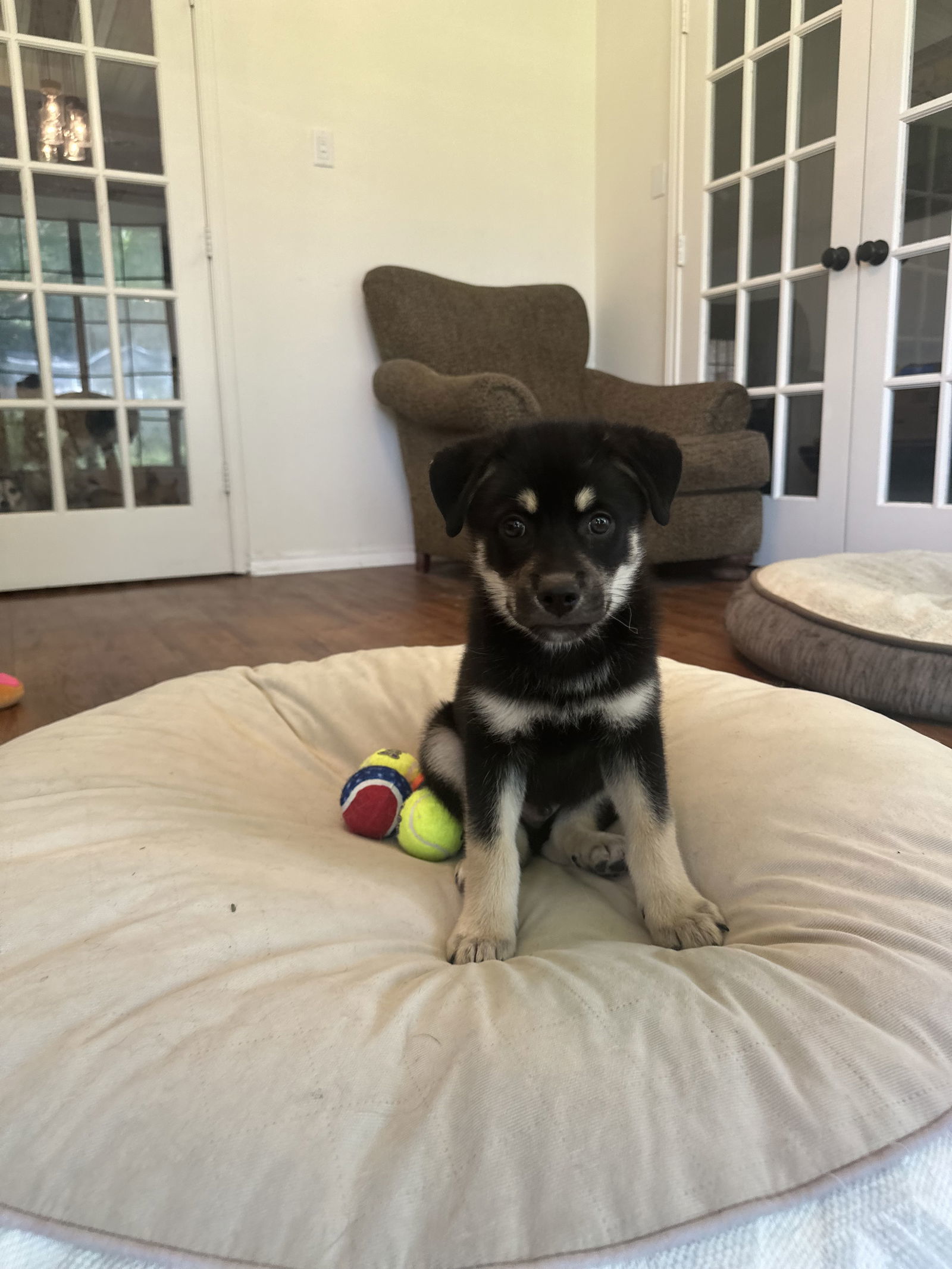 Parker, an adoptable Husky, Beauceron in Alvarado, TX, 76009 | Photo Image 3