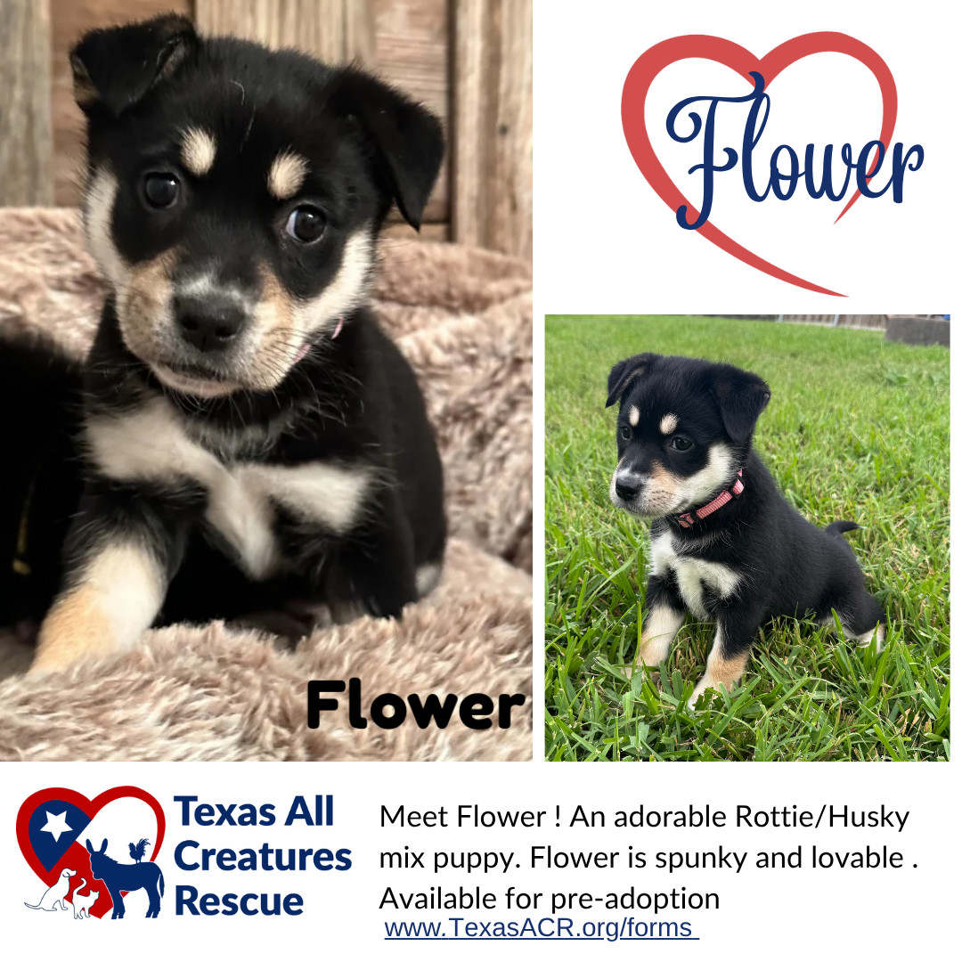 Flower, an adoptable Husky, Beauceron in Alvarado, TX, 76009 | Photo Image 1