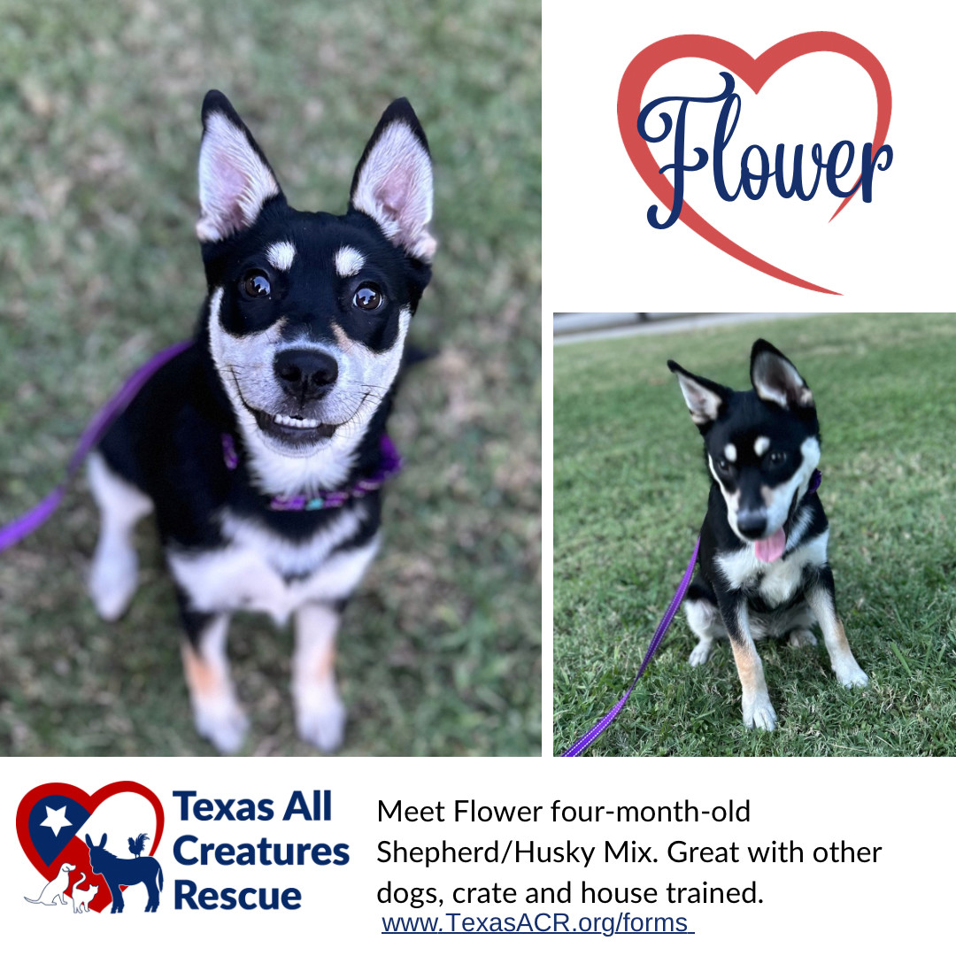 Flower, an adoptable Husky, Beauceron in Alvarado, TX, 76009 | Photo Image 1