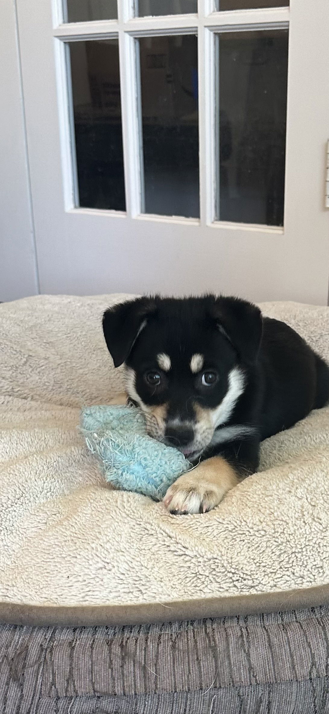 Flower, an adoptable Husky, Beauceron in Alvarado, TX, 76009 | Photo Image 3