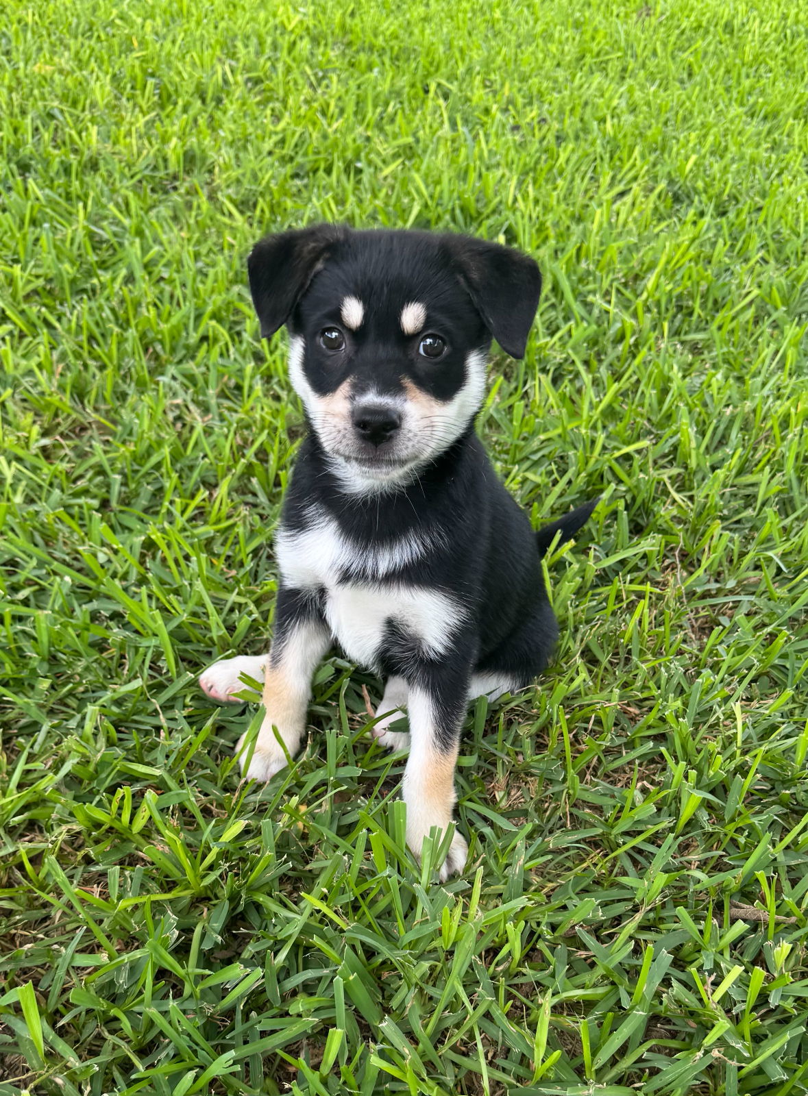 Flower, an adoptable Husky, Beauceron in Alvarado, TX, 76009 | Photo Image 3
