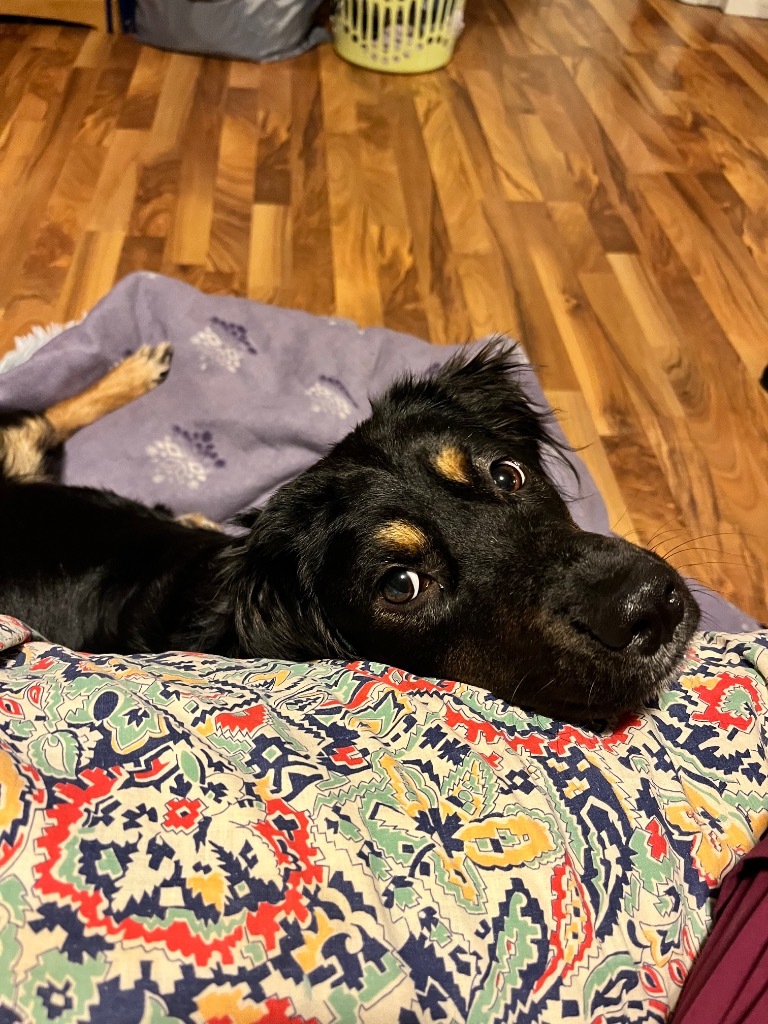 Bonnie