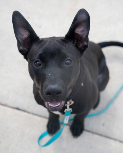 Clever, an adoptable Pit Bull Terrier, Mixed Breed in Pequot Lakes, MN, 56472 | Photo Image 1