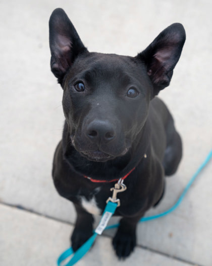 Clever, an adoptable Pit Bull Terrier, Mixed Breed in Pequot Lakes, MN, 56472 | Photo Image 2