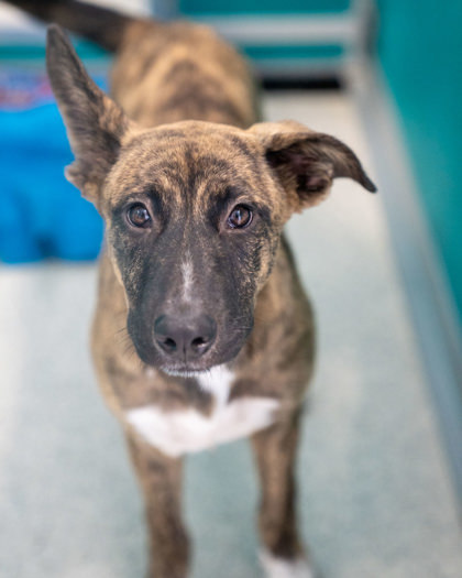 Camo, an adoptable Black Mouth Cur, Mixed Breed in Pequot Lakes, MN, 56472 | Photo Image 1