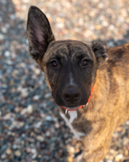 Camo, an adoptable Black Mouth Cur, Mixed Breed in Pequot Lakes, MN, 56472 | Photo Image 2