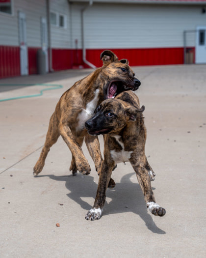 Camo, an adoptable Black Mouth Cur, Mixed Breed in Pequot Lakes, MN, 56472 | Photo Image 3