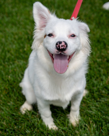 Pink, an adoptable Border Collie, Mixed Breed in Pequot Lakes, MN, 56472 | Photo Image 1