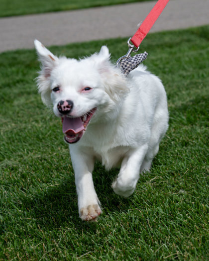 Pink, an adoptable Border Collie, Mixed Breed in Pequot Lakes, MN, 56472 | Photo Image 2