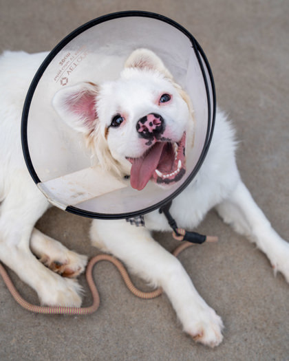 Pink, an adoptable Border Collie, Mixed Breed in Pequot Lakes, MN, 56472 | Photo Image 3