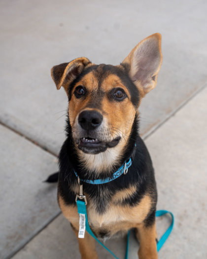 Keanu, an adoptable German Shepherd Dog, Mixed Breed in Pequot Lakes, MN, 56472 | Photo Image 1