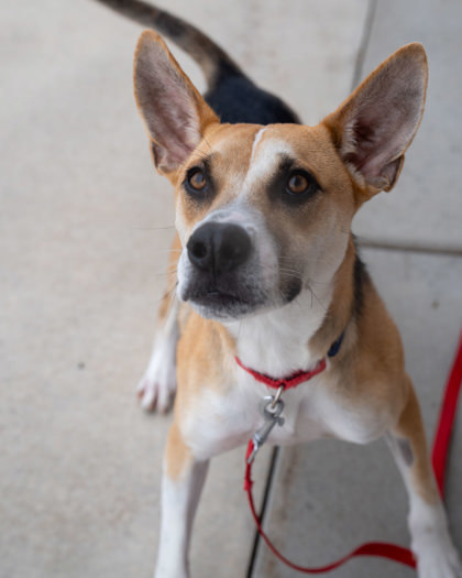 Maverick, an adoptable Mixed Breed in Pequot Lakes, MN, 56472 | Photo Image 1